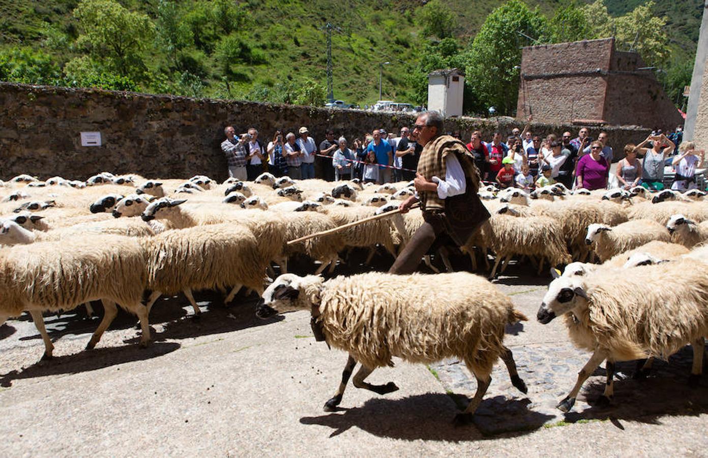 La localidad serrana de Brieva ha revivido la trashumancia. La búsqueda de pastos frescos para los rebaños de ovejas de otras latitudes a la sierra riojana y que mantiene vivas las tradiciones, los caminos y cañadas para alimentar a las cabañas ovina.