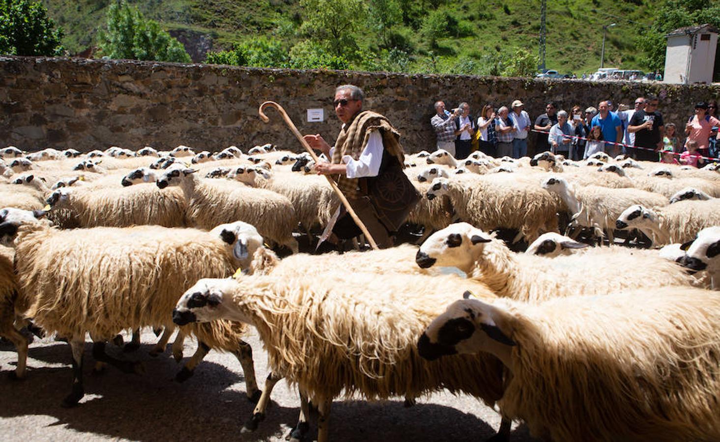 La localidad serrana de Brieva ha revivido la trashumancia. La búsqueda de pastos frescos para los rebaños de ovejas de otras latitudes a la sierra riojana y que mantiene vivas las tradiciones, los caminos y cañadas para alimentar a las cabañas ovina.