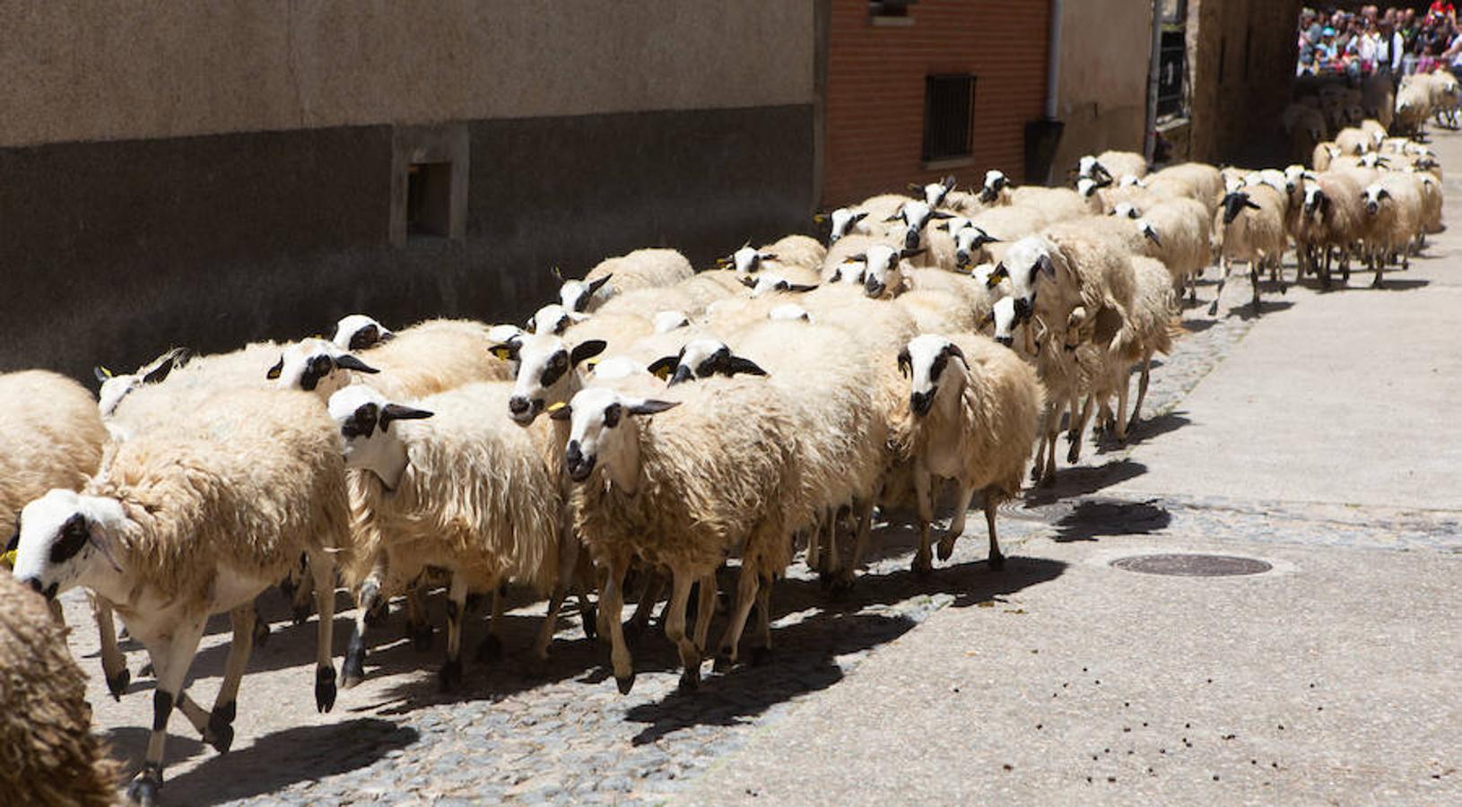 La localidad serrana de Brieva ha revivido la trashumancia. La búsqueda de pastos frescos para los rebaños de ovejas de otras latitudes a la sierra riojana y que mantiene vivas las tradiciones, los caminos y cañadas para alimentar a las cabañas ovina.