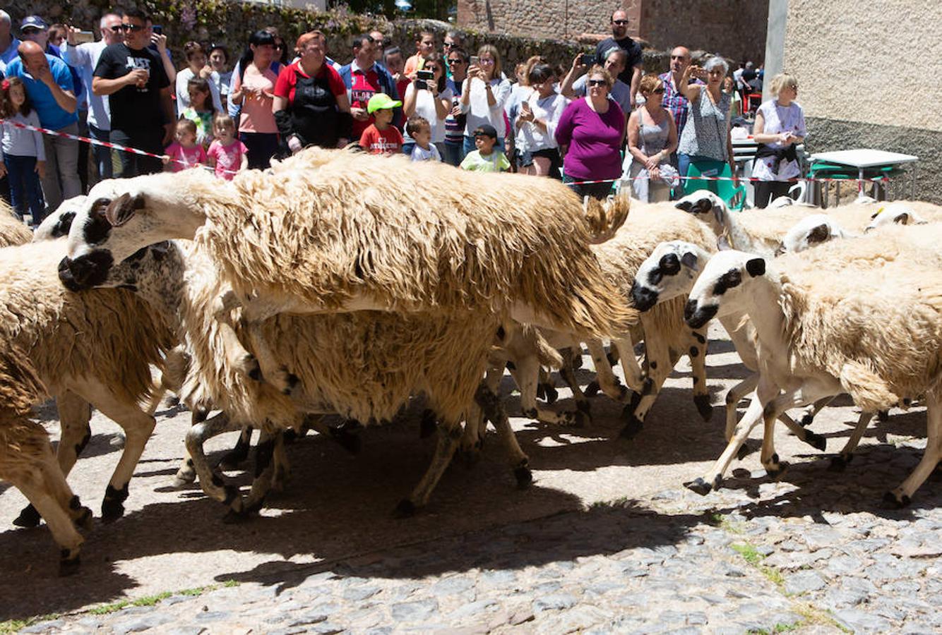 La localidad serrana de Brieva ha revivido la trashumancia. La búsqueda de pastos frescos para los rebaños de ovejas de otras latitudes a la sierra riojana y que mantiene vivas las tradiciones, los caminos y cañadas para alimentar a las cabañas ovina.