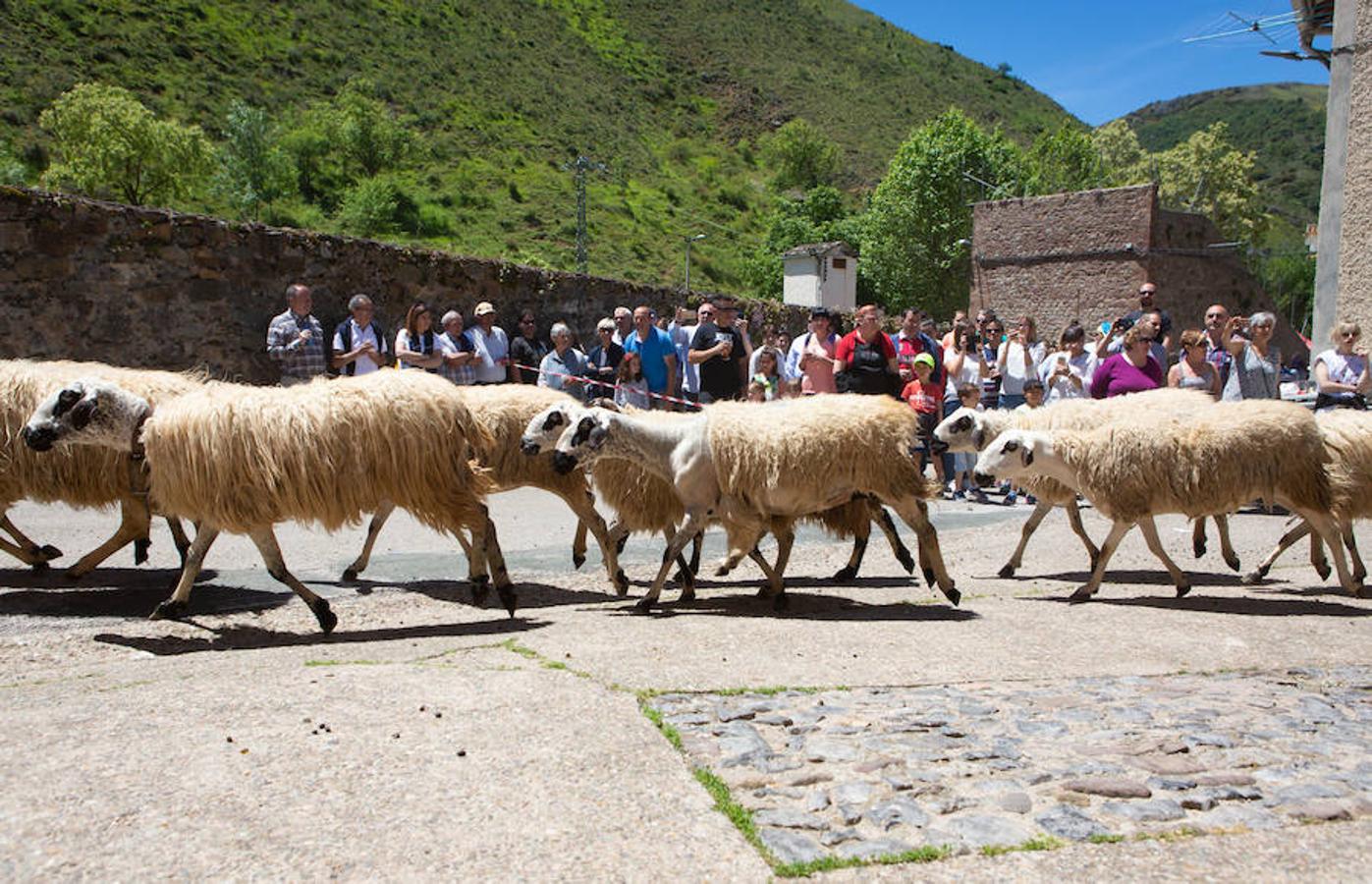 La localidad serrana de Brieva ha revivido la trashumancia. La búsqueda de pastos frescos para los rebaños de ovejas de otras latitudes a la sierra riojana y que mantiene vivas las tradiciones, los caminos y cañadas para alimentar a las cabañas ovina.