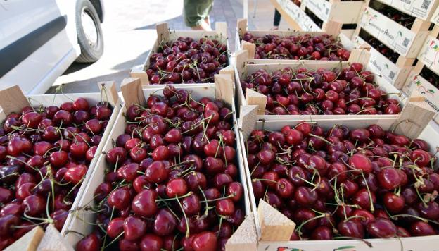 Luces y sombras para la fruta de hueso