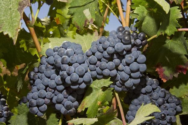 Racimos de uva en Aldeanueva de Ebro. :: justo rodríguez