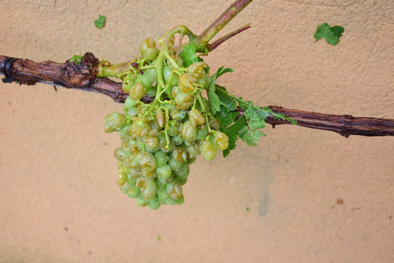 La tormenta de granizo de Murillo causó graves daños.