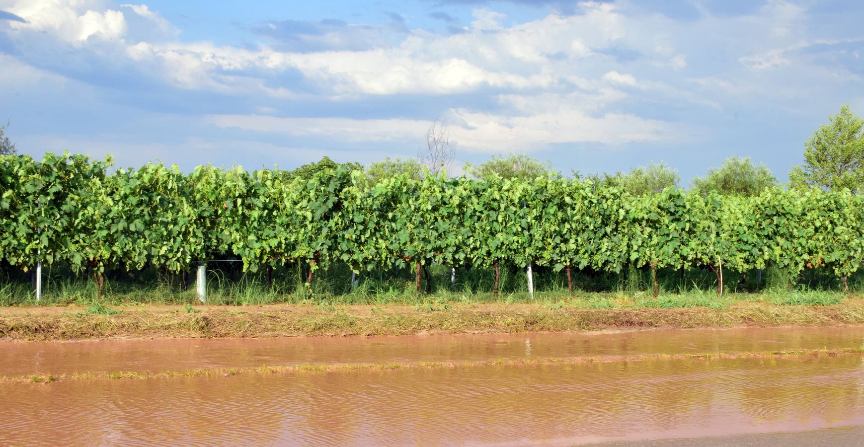 La tormenta anegó campos y calles en Navarrete.