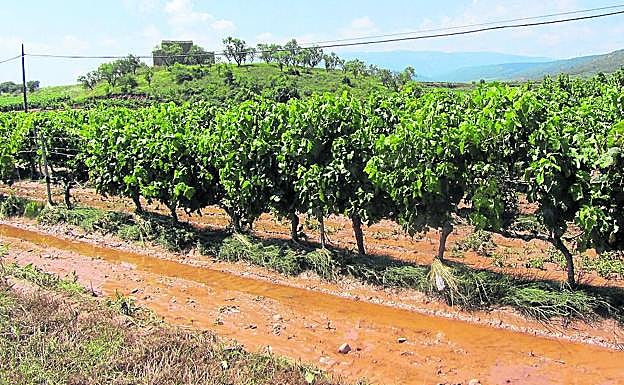Viña embarrada en el término de Navarrete. 