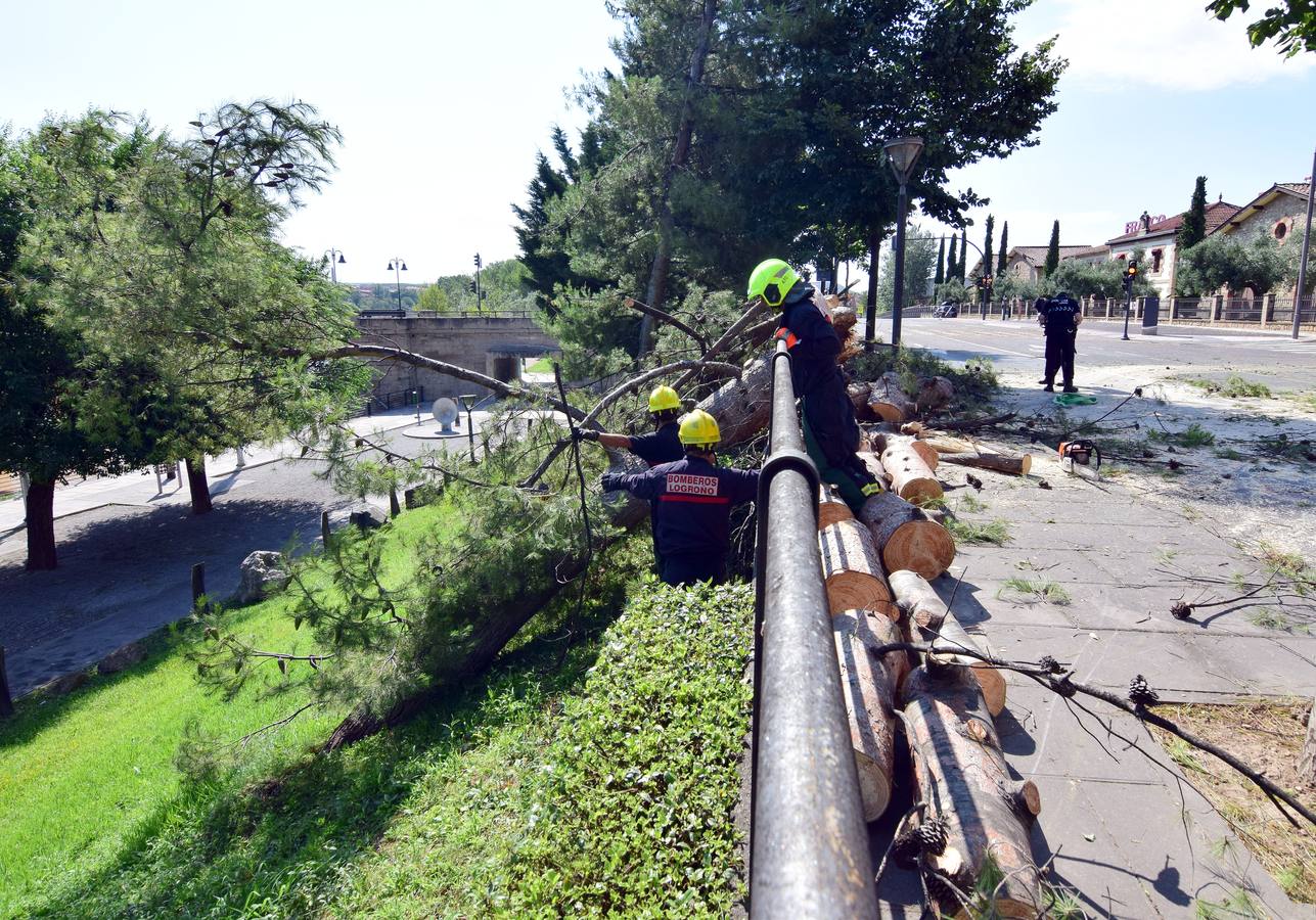 Un árbol de grandes dimensiones se ha venido abajo junto al Puente de Hierro y la Casa de las Ciencias, inutilizando carretera en la calle del Ebro