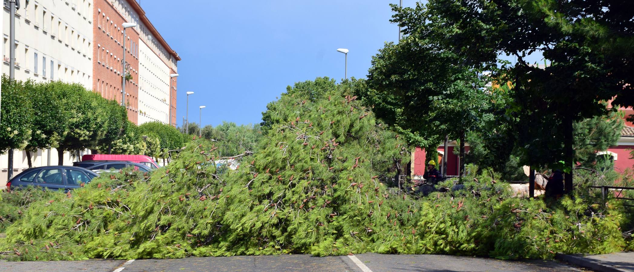 Un árbol de grandes dimensiones se ha venido abajo junto al Puente de Hierro y la Casa de las Ciencias, inutilizando carretera en la calle del Ebro