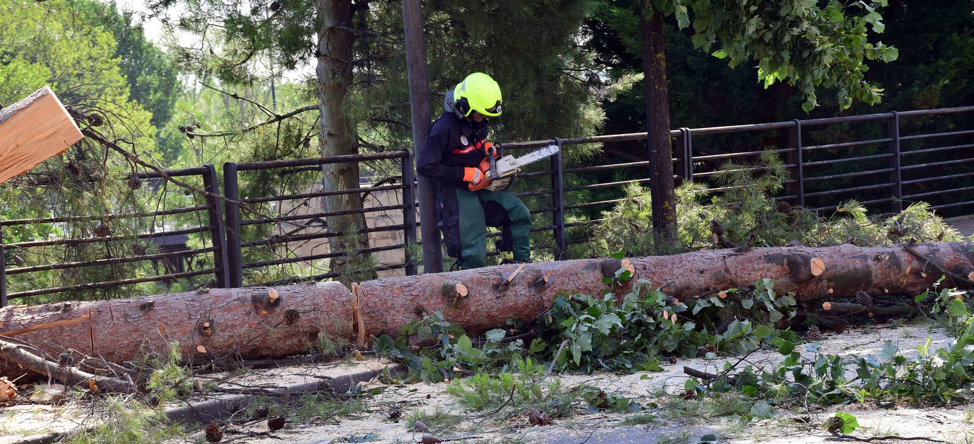 Un árbol de grandes dimensiones se ha venido abajo junto al Puente de Hierro y la Casa de las Ciencias, inutilizando carretera en la calle del Ebro