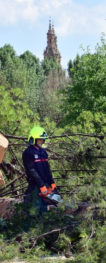 Un árbol de grandes dimensiones se ha venido abajo junto al Puente de Hierro y la Casa de las Ciencias, inutilizando carretera en la calle del Ebro