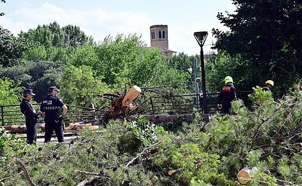 Árbol caído en la calle del Ebro. 