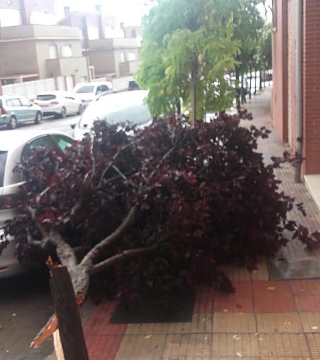 Árbol tronchado en Villamediana. 