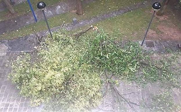 Árbol en La Estrella. 