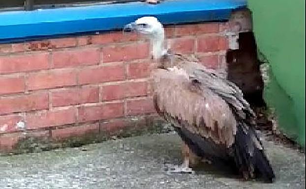 El buitre que ha sufrido un percance esta tarde en el entorno de las piscinas de Cantabria de Logroño.