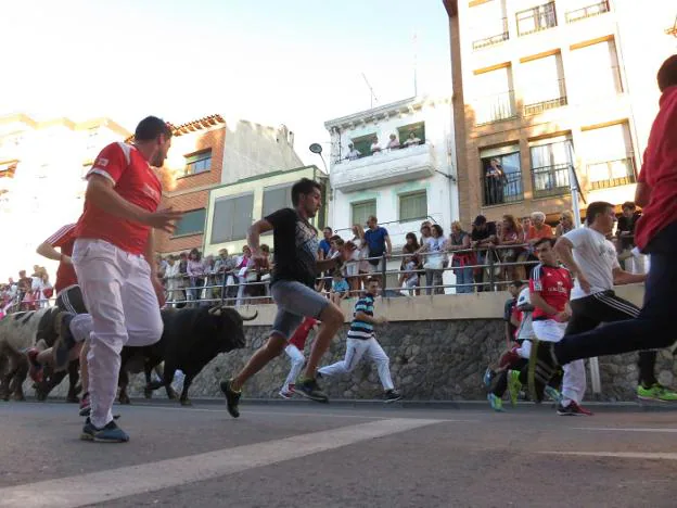  Alfaro. Encierro de toros, uno de los alicientes de las fiestas de San Roque y San Ezequiel. 