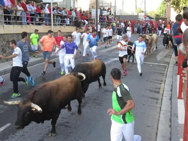   Muy cerca. El regreso de los encierros de toros atrajo a muchos corredores al trazado alfareño.