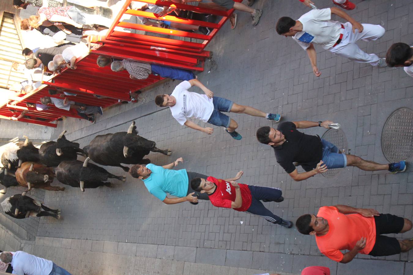 Un encierro de toros, degustación y boleros cerraron las fiestas alfareñas 