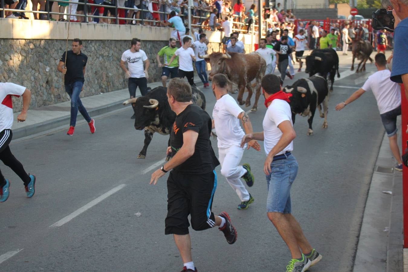 Un encierro de toros, degustación y boleros cerraron las fiestas alfareñas 