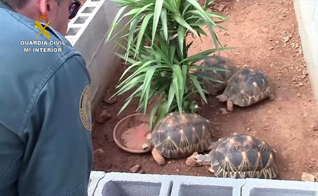 Un Guardia Civil observa algunas de las tortugas encontradas. 