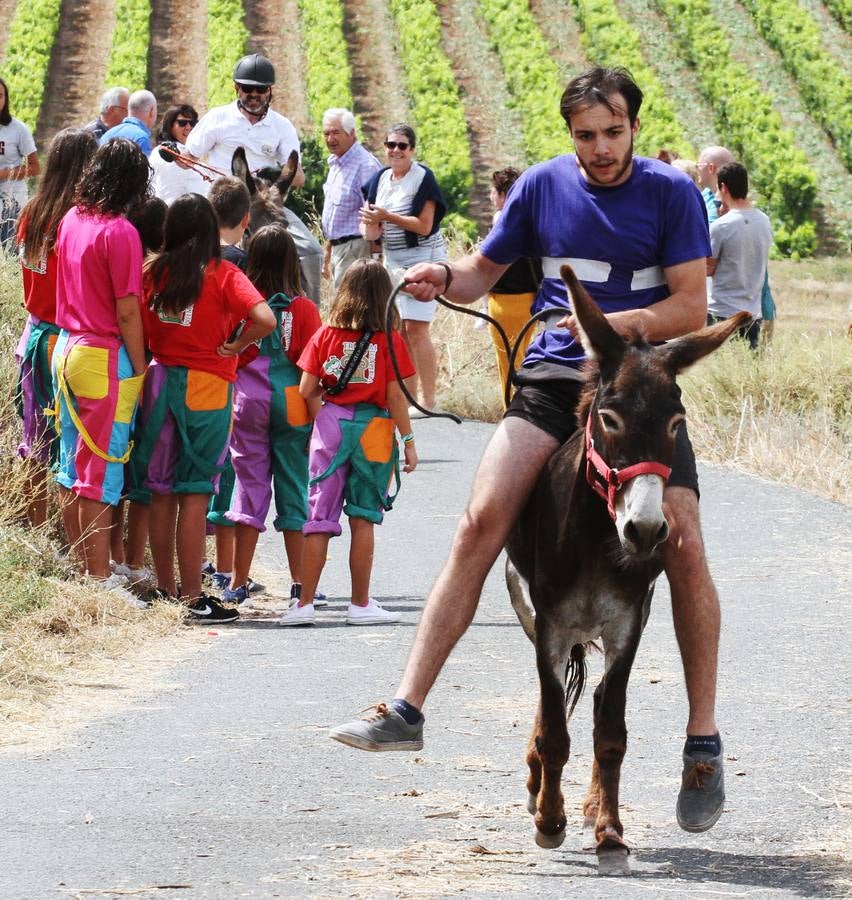 Fotos: Carrera de Burros de Tricio