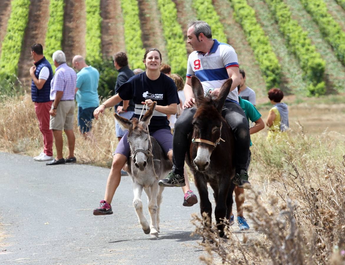 Fotos: Carrera de Burros de Tricio