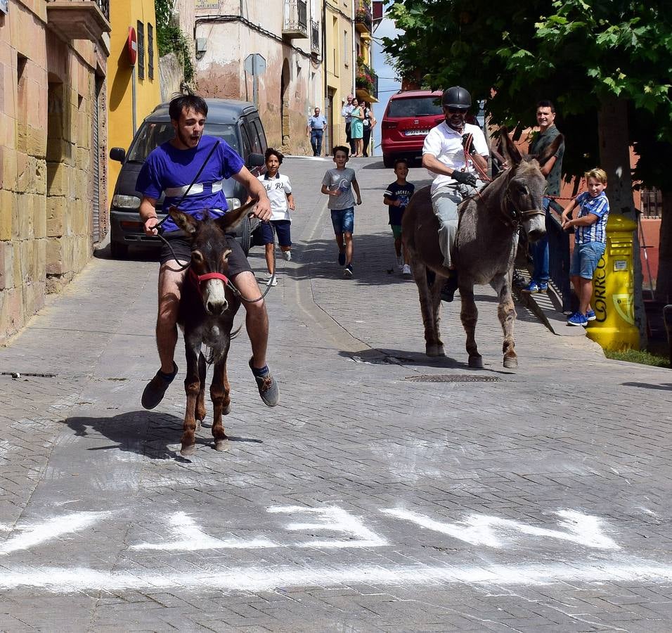 Fotos: Carrera de Burros de Tricio