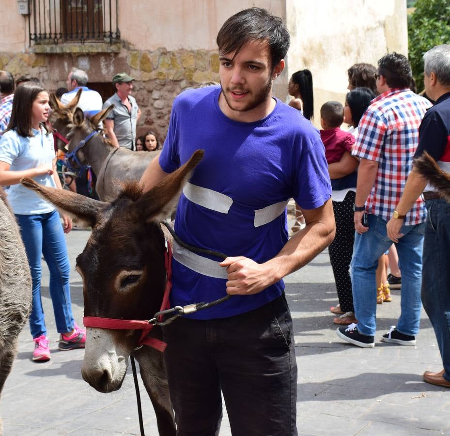 Fotos: Carrera de Burros de Tricio