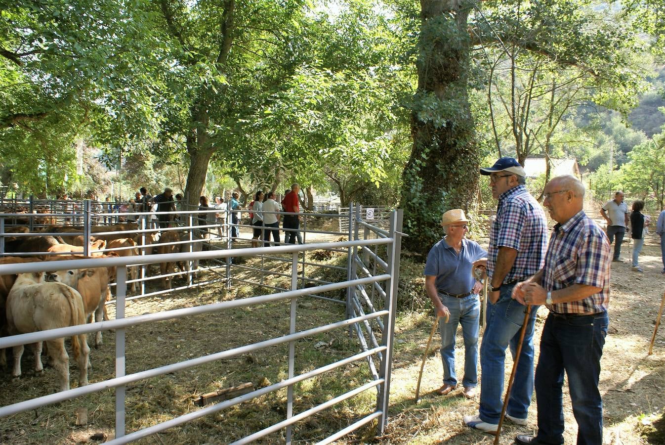 Fotos: Feria de ganado de las siete villas en Viniegra de Abajo