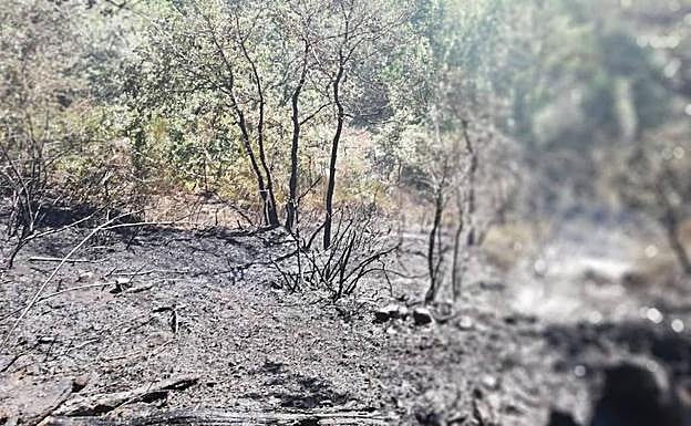 Ramas y cenizas carbonizadas. 