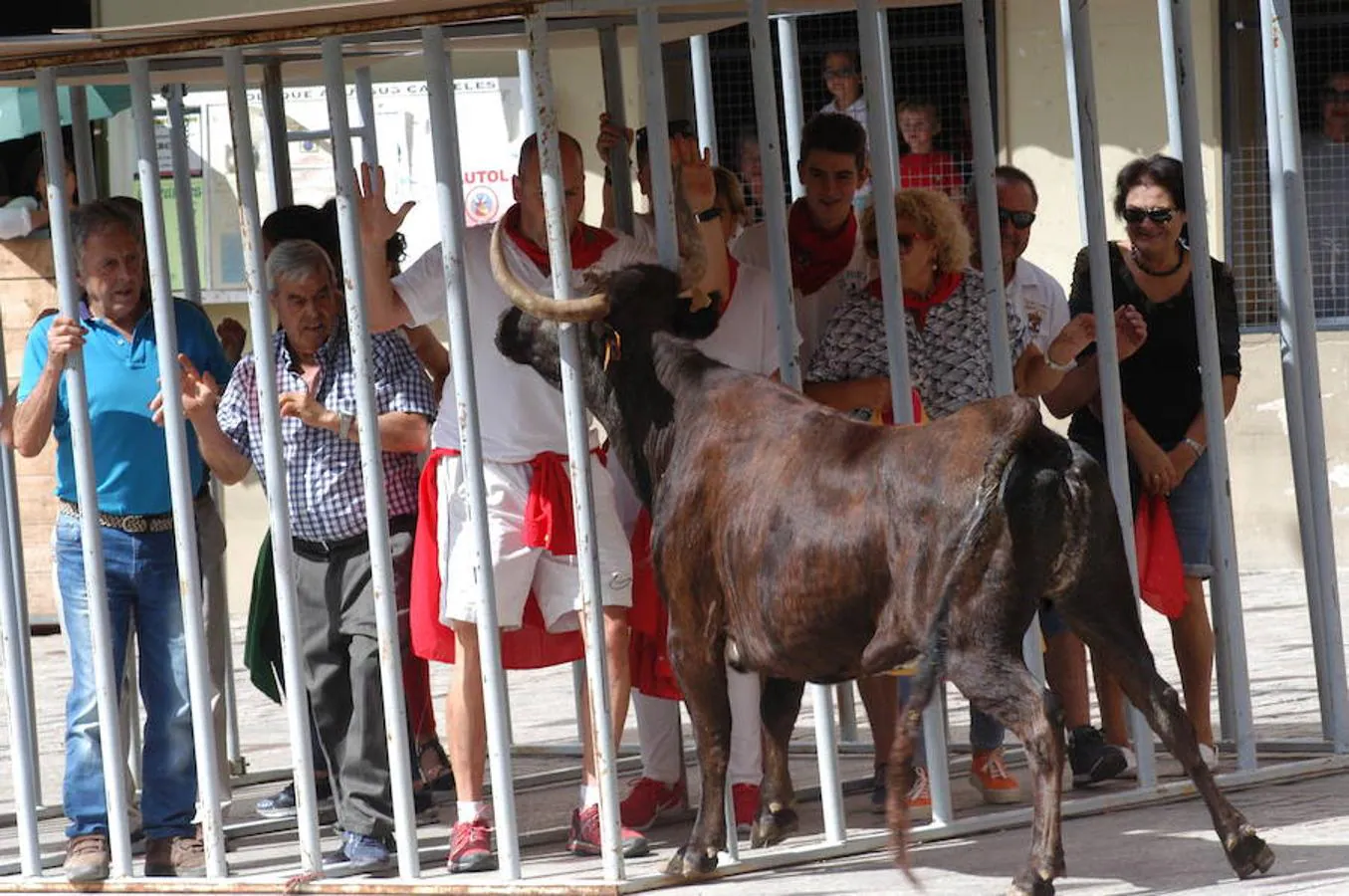 Encierro de reses bravas de Autol con motivo de las fiestas de San Adrián y Santa Natalia.