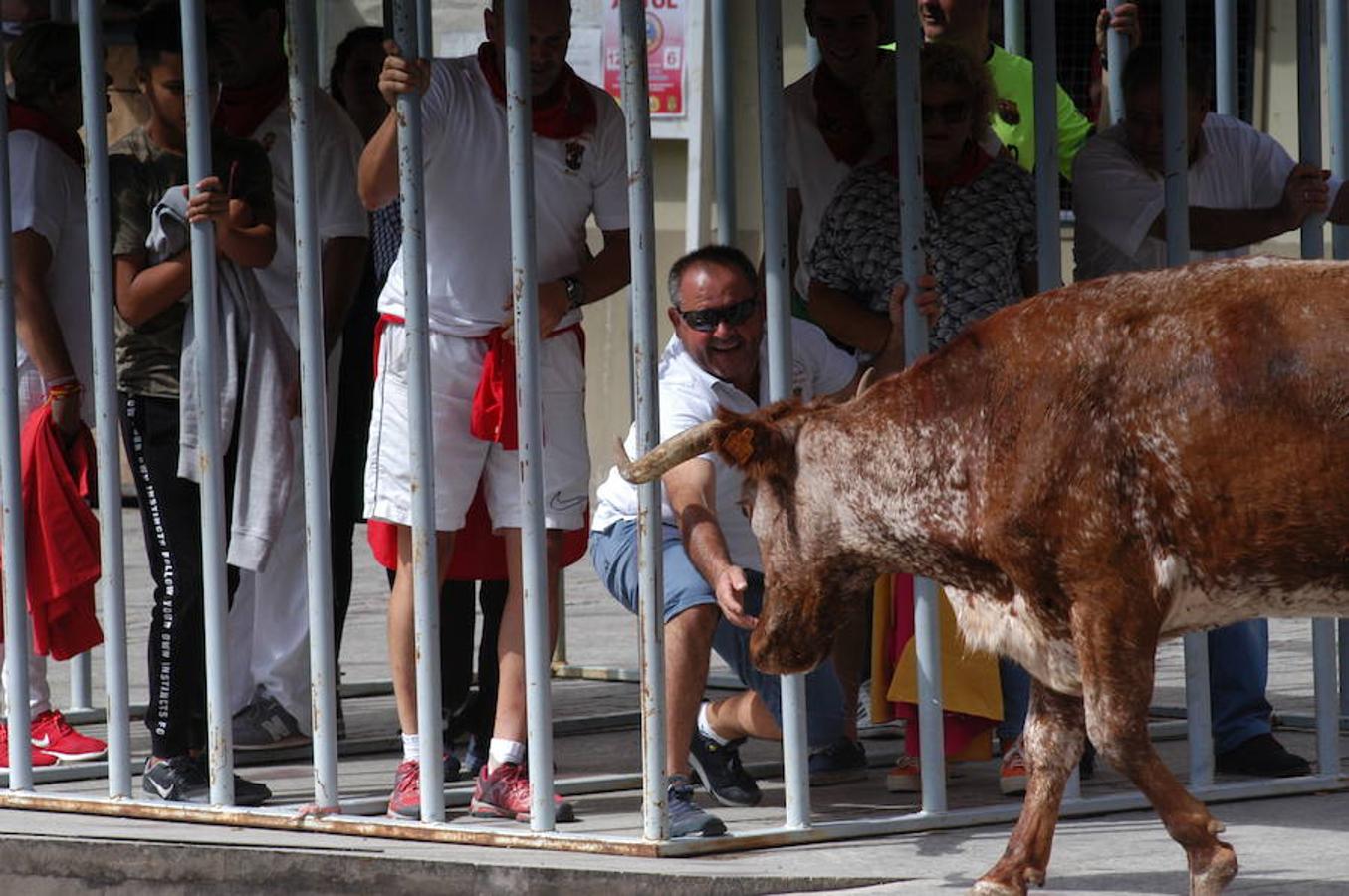 Encierro de reses bravas de Autol con motivo de las fiestas de San Adrián y Santa Natalia.