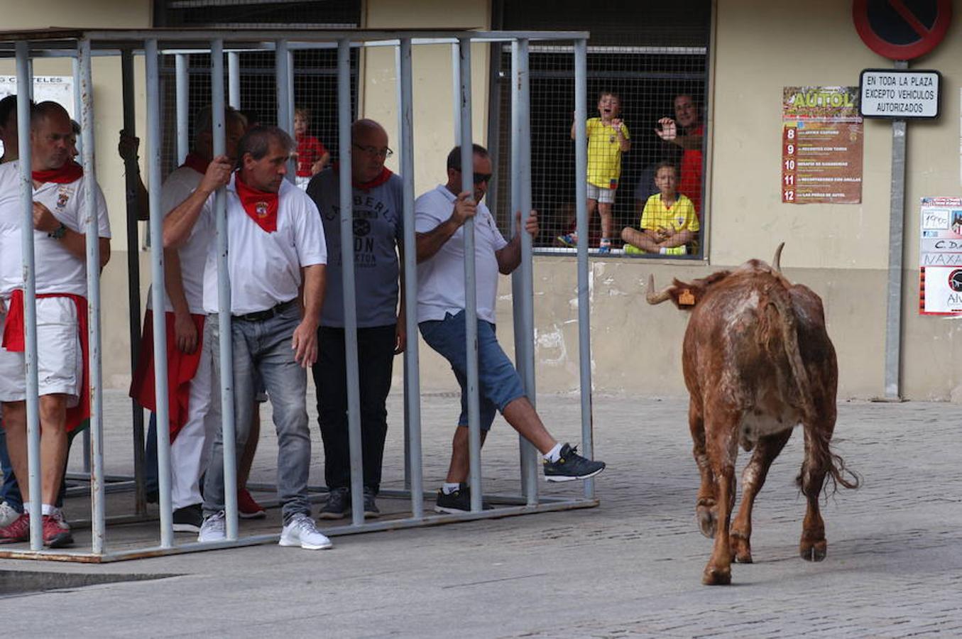 Encierro de reses bravas de Autol con motivo de las fiestas de San Adrián y Santa Natalia.