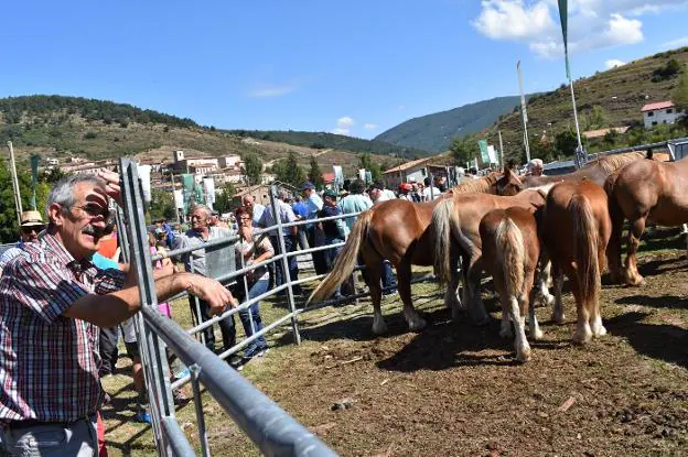 Los ejemplares de equino lograron buenos precios y despertaron el interés de los ganaderos y visitantes a la feria villosladense. :: p. h.