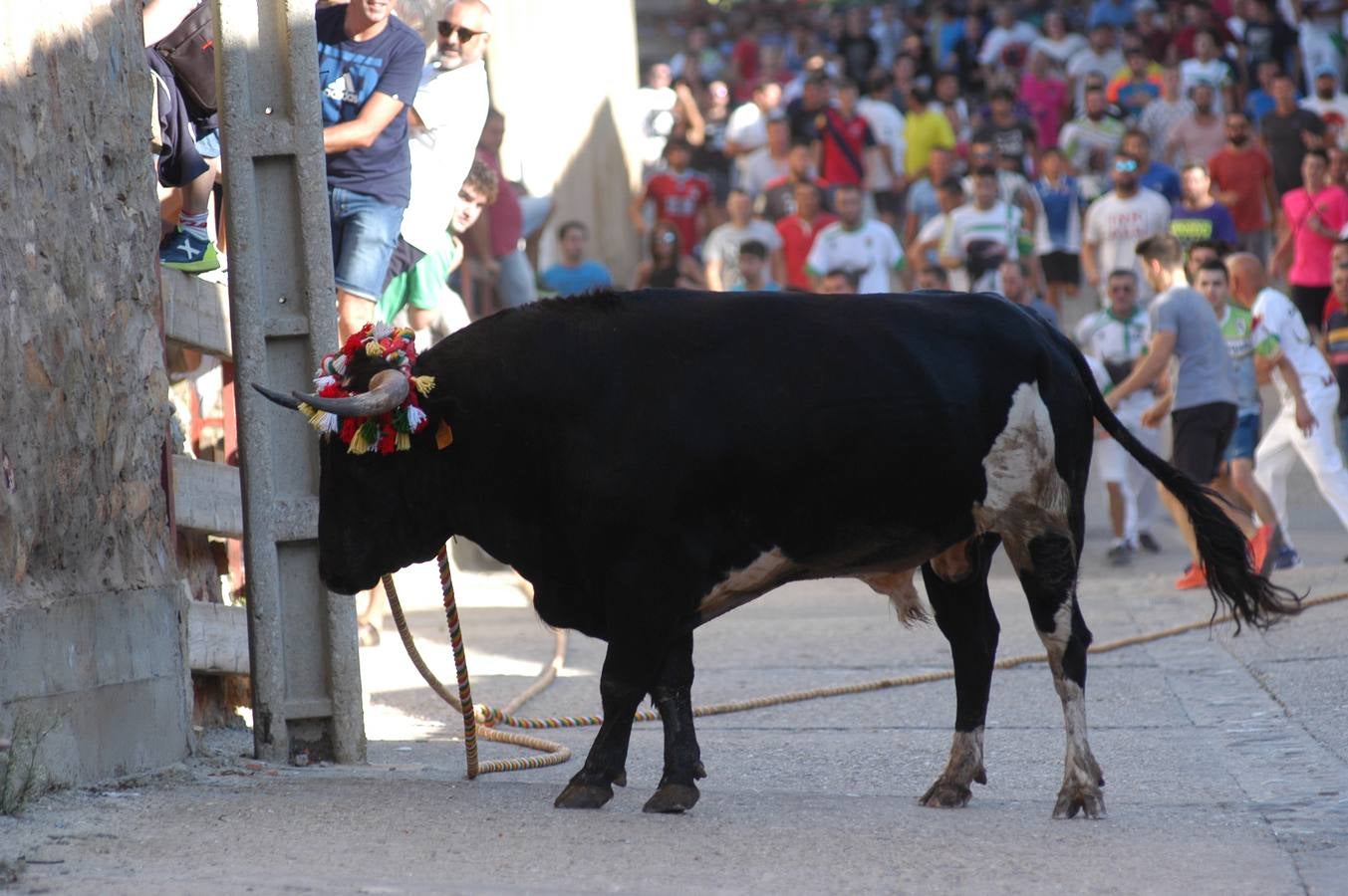 Fotos: Toros ensogados en Cabretón