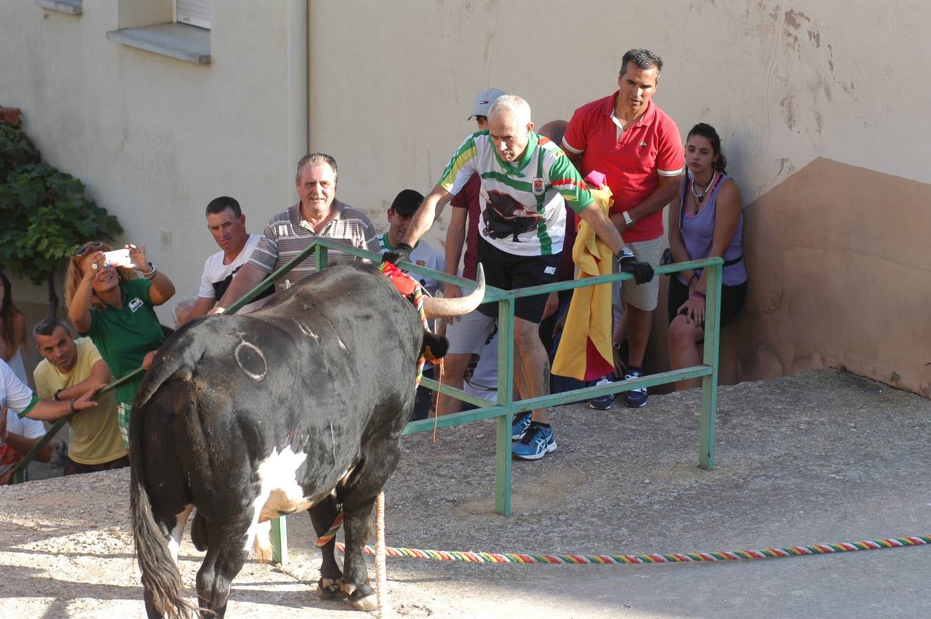 Fotos: Toros ensogados en Cabretón