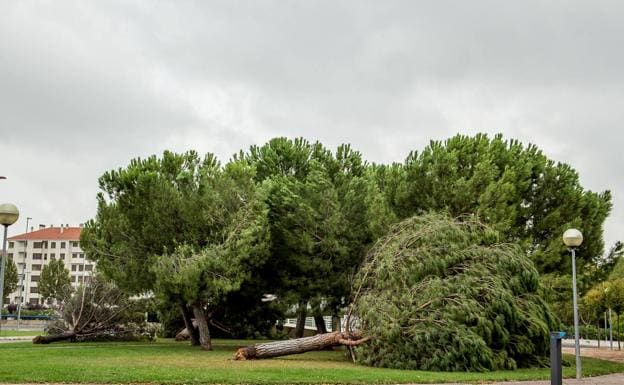 Barro, ramas rotas y árboles caídos, las consecuencias de la tormenta