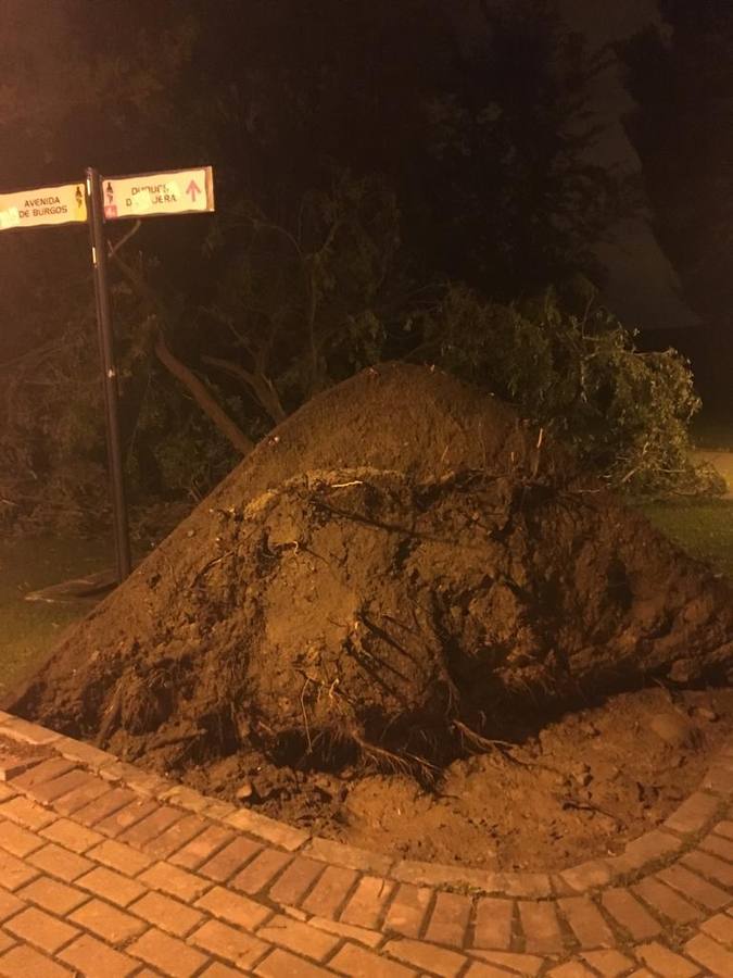 Fotos: Barro, ramas rotas y árboles caídos, las consecuencias de la tormenta