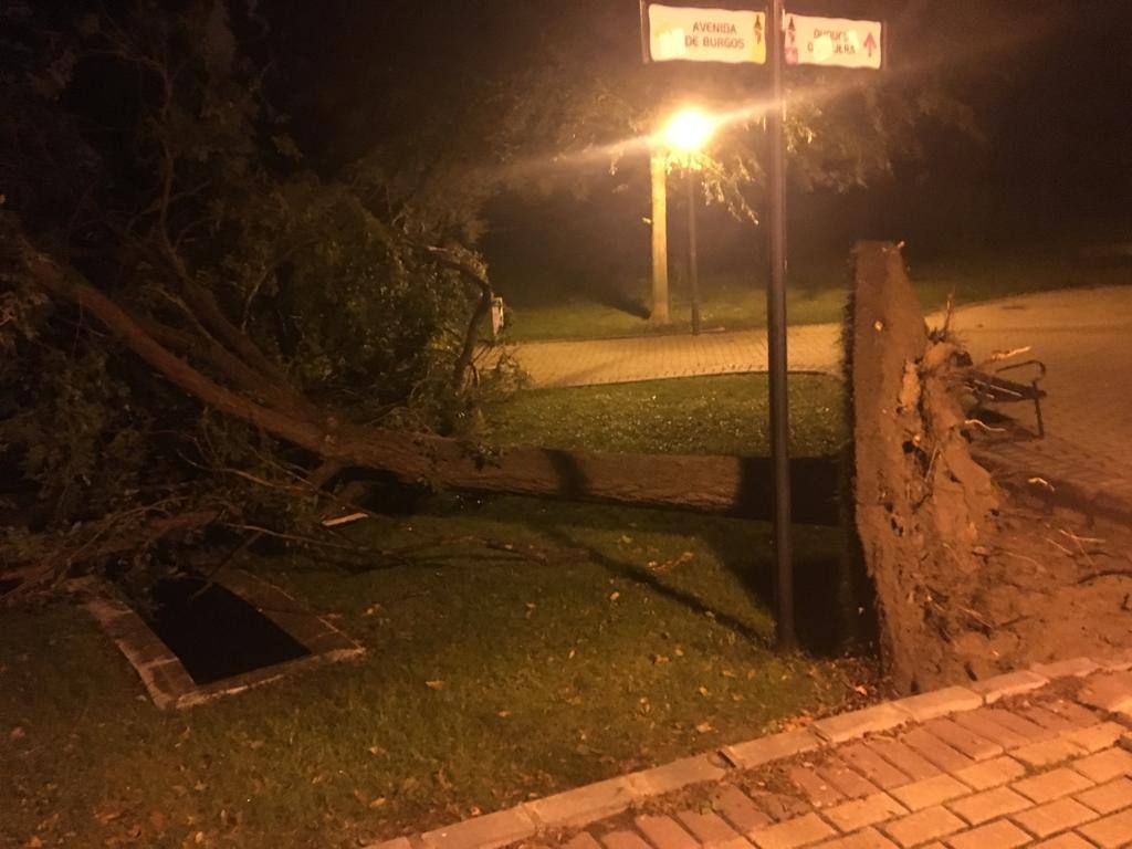Fotos: Barro, ramas rotas y árboles caídos, las consecuencias de la tormenta