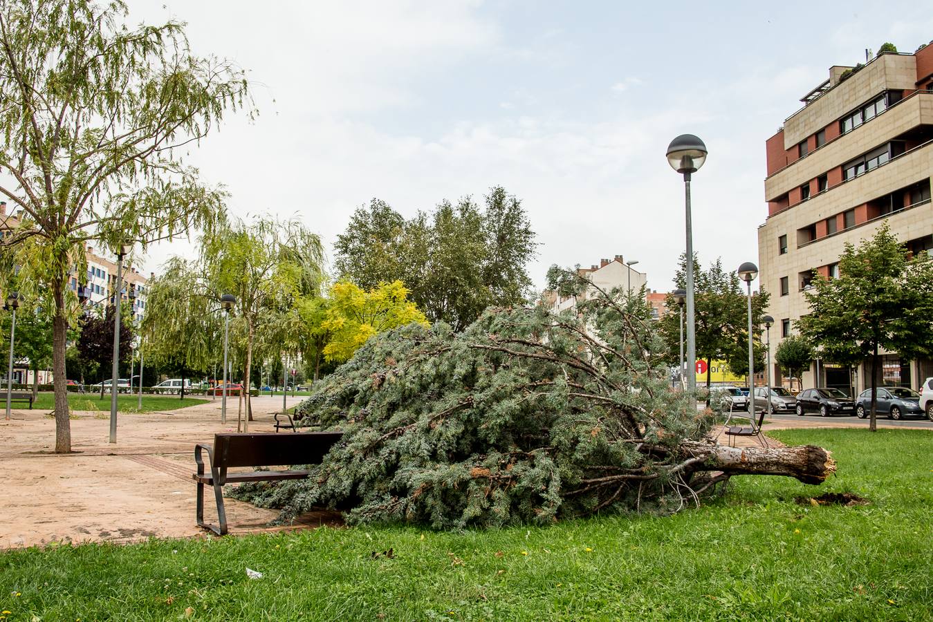 Fotos: Barro, ramas rotas y árboles caídos, las consecuencias de la tormenta