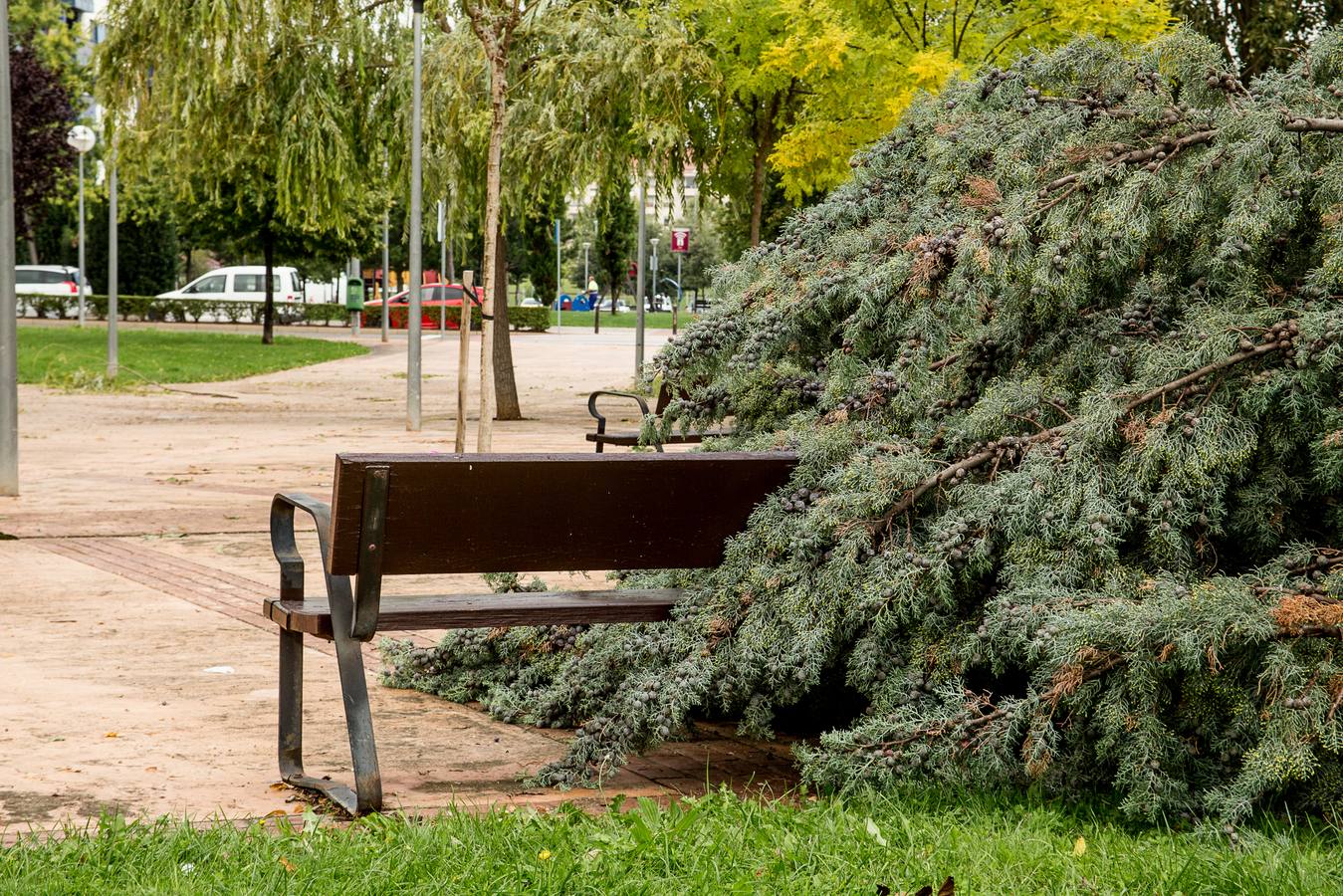 Fotos: Barro, ramas rotas y árboles caídos, las consecuencias de la tormenta