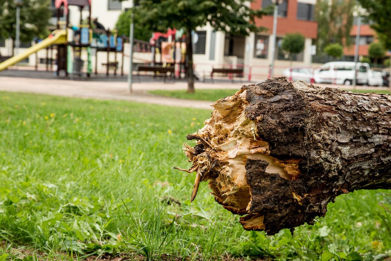 Fotos: Barro, ramas rotas y árboles caídos, las consecuencias de la tormenta