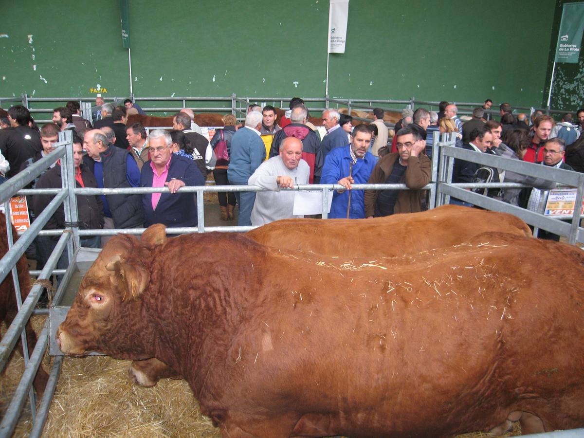 30 sementales en la Feria del Camero Nuevo