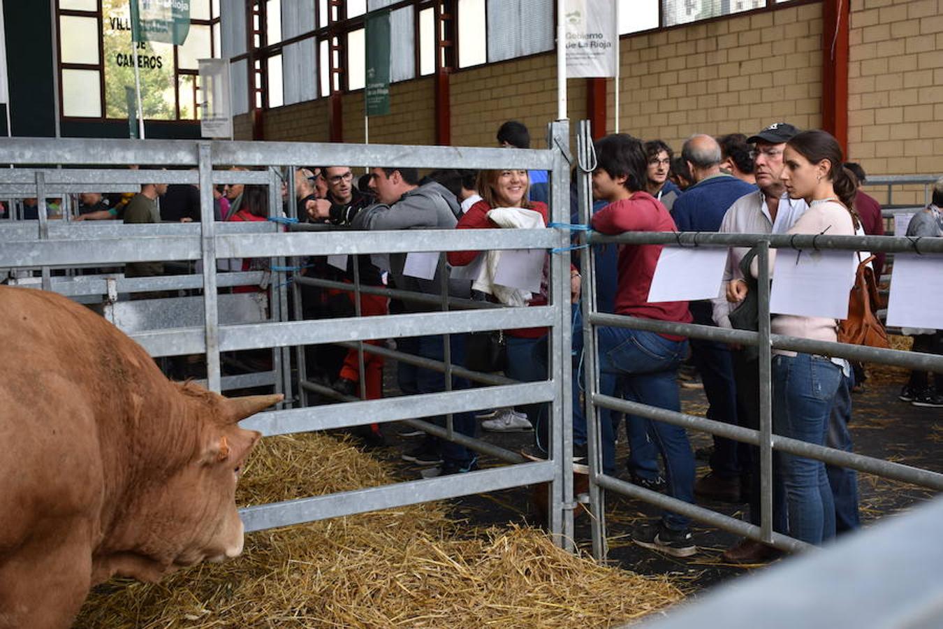 La Feria de Ganado Selecto del Camero Nuevo en Villoslada expone para su venta 30 cabezas de ganado bovino, entre sementales y novillas, procedentes de La Rioja, Castilla y León, País Vasco, Navarra y Aragón. La cita, organizada por la Asociación Ganadera del Alto Iregua en colaboración con la Consejería de Agricultura y Ganadería y el Ayuntamiento villosladense, tiene lugar en el frontón y en el paseo del Espolón.