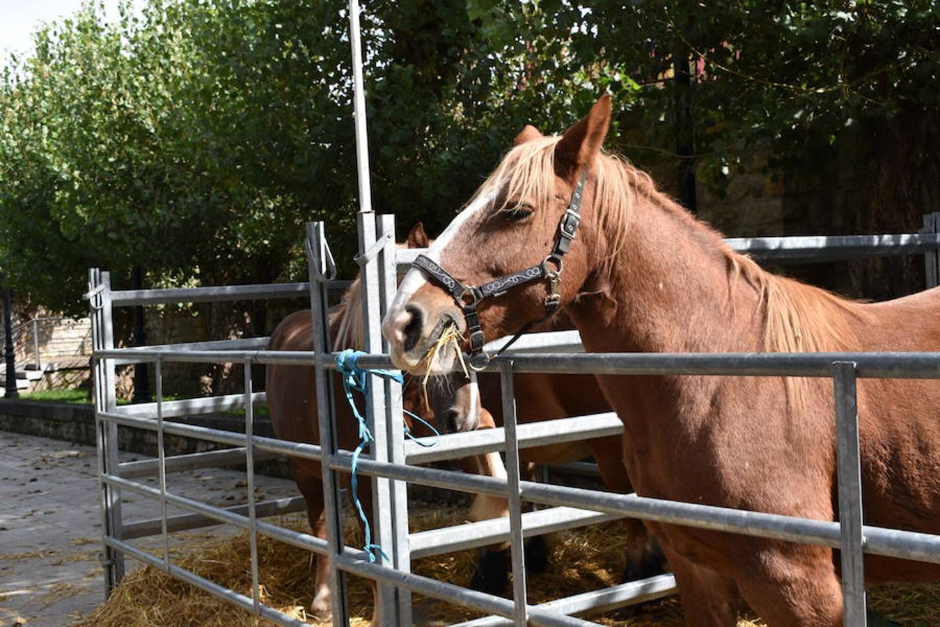 La Feria de Ganado Selecto del Camero Nuevo en Villoslada expone para su venta 30 cabezas de ganado bovino, entre sementales y novillas, procedentes de La Rioja, Castilla y León, País Vasco, Navarra y Aragón. La cita, organizada por la Asociación Ganadera del Alto Iregua en colaboración con la Consejería de Agricultura y Ganadería y el Ayuntamiento villosladense, tiene lugar en el frontón y en el paseo del Espolón.