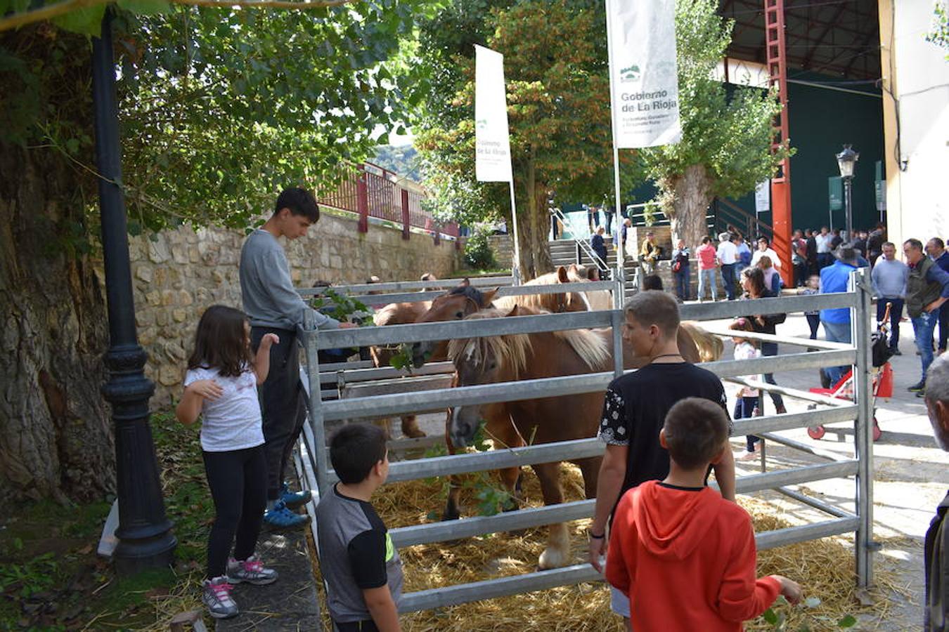 La Feria de Ganado Selecto del Camero Nuevo en Villoslada expone para su venta 30 cabezas de ganado bovino, entre sementales y novillas, procedentes de La Rioja, Castilla y León, País Vasco, Navarra y Aragón. La cita, organizada por la Asociación Ganadera del Alto Iregua en colaboración con la Consejería de Agricultura y Ganadería y el Ayuntamiento villosladense, tiene lugar en el frontón y en el paseo del Espolón.