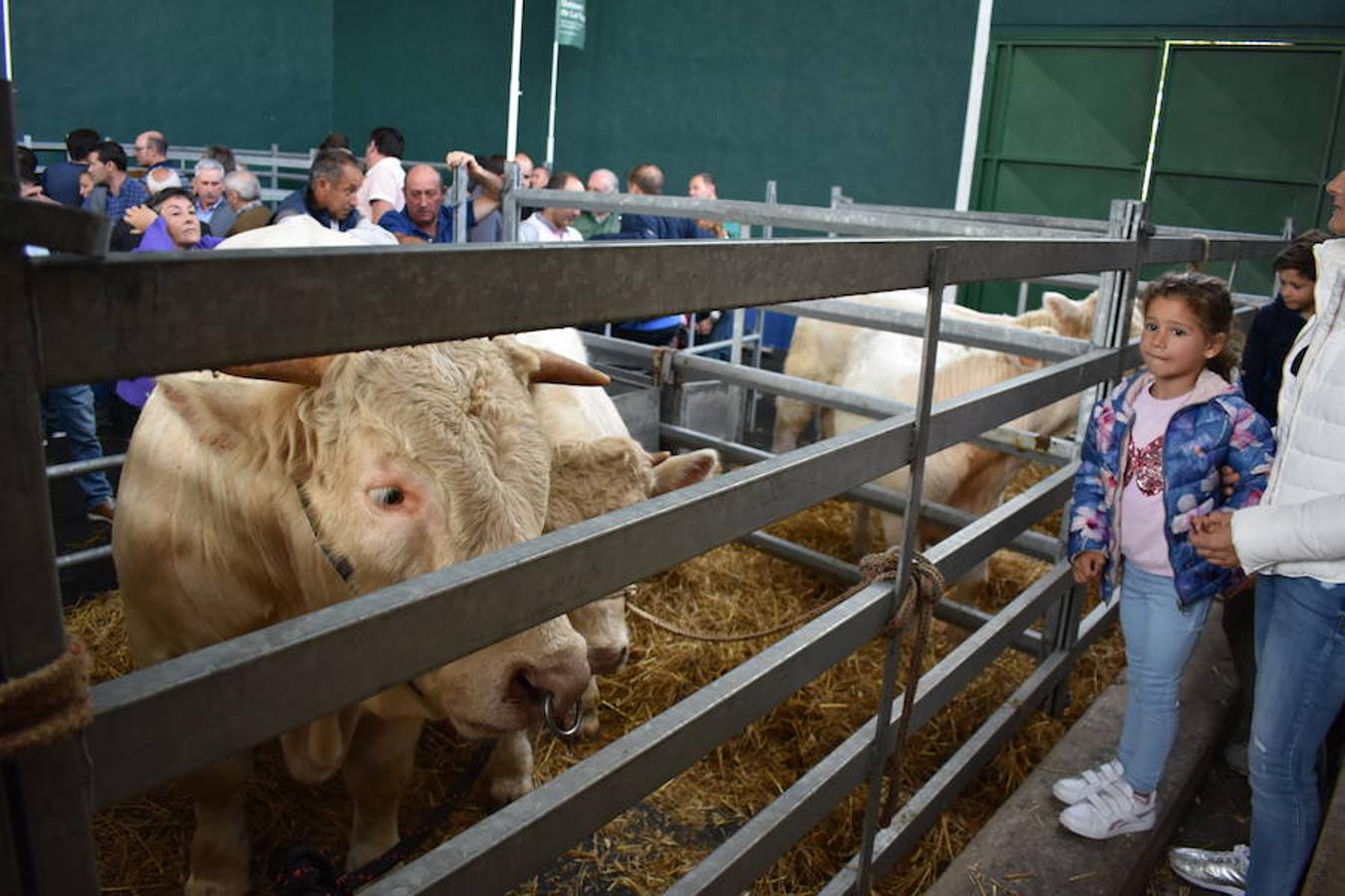 La Feria de Ganado Selecto del Camero Nuevo en Villoslada expone para su venta 30 cabezas de ganado bovino, entre sementales y novillas, procedentes de La Rioja, Castilla y León, País Vasco, Navarra y Aragón. La cita, organizada por la Asociación Ganadera del Alto Iregua en colaboración con la Consejería de Agricultura y Ganadería y el Ayuntamiento villosladense, tiene lugar en el frontón y en el paseo del Espolón.