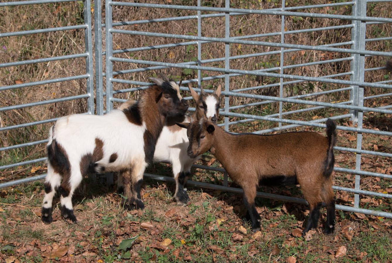 Ojacastro celebra hoy la segunda y última jornada de su feria de ganado y de artesanía agroalimentaria, que, 16 años después de echar a andar, sigue evidenciando su encaje y tirón dentro del 'puente' festivo del Pilar. 