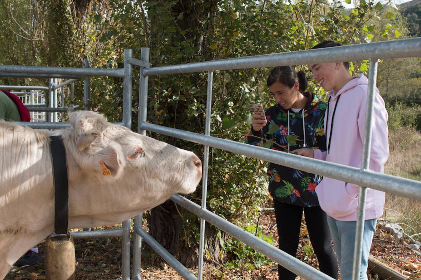 Ojacastro celebra hoy la segunda y última jornada de su feria de ganado y de artesanía agroalimentaria, que, 16 años después de echar a andar, sigue evidenciando su encaje y tirón dentro del 'puente' festivo del Pilar. 