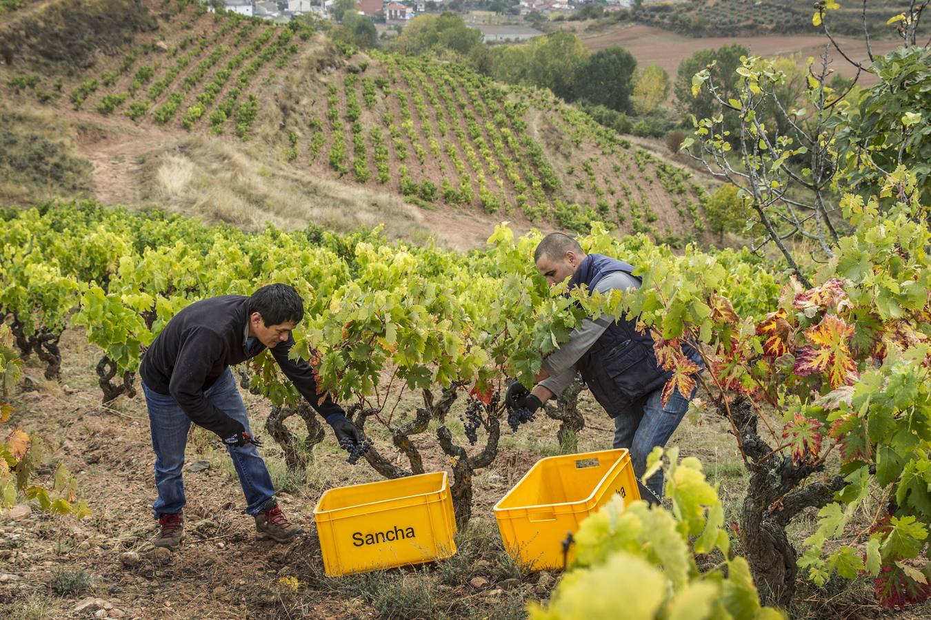 La vendimia supera ya su ecuador