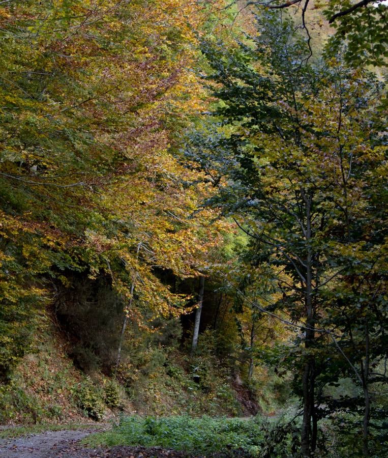 En esta época del año el monte riojano exhibe la transformación de los tonos verdes a los ocres y rojijzos. Unas imágenes evocadoras y muy bellas que animan al paseo.